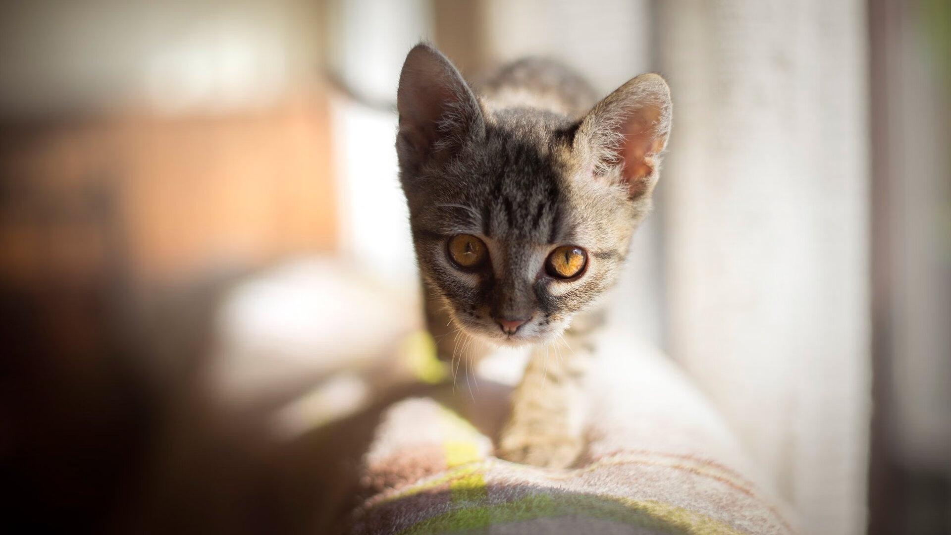 中国足球裁判员培训体系标准化,实现公平竞赛,中国足球裁判员培训体系标准化,实现公平竞赛