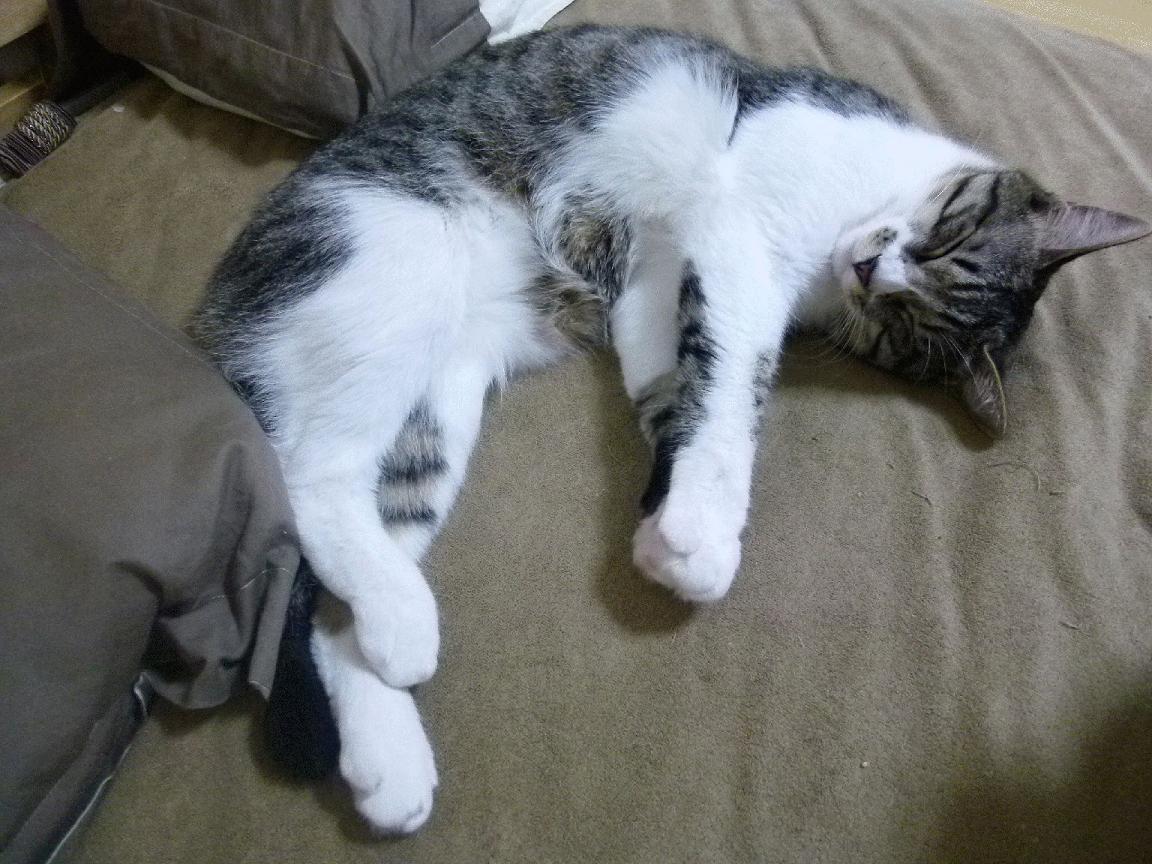 kaiyun中国官方网站-墨西哥男足在巴黎奥运会比赛中以1-0战胜法国，奥运会男足墨西哥队