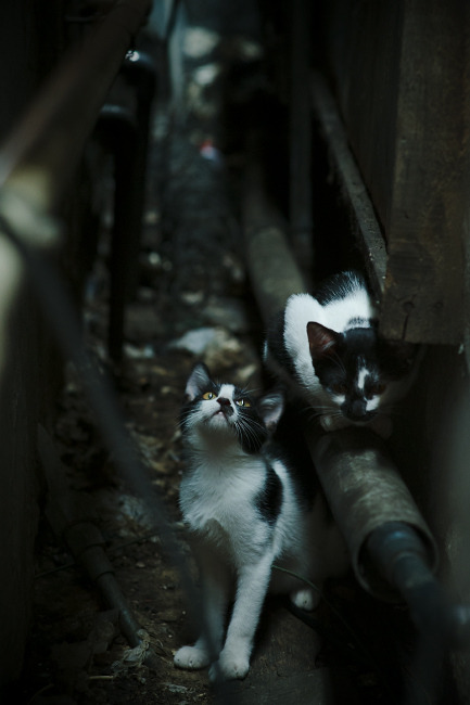 星际争霸2“银河狂潮”预选赛开启,星辰璀璨,showtime星际争霸2