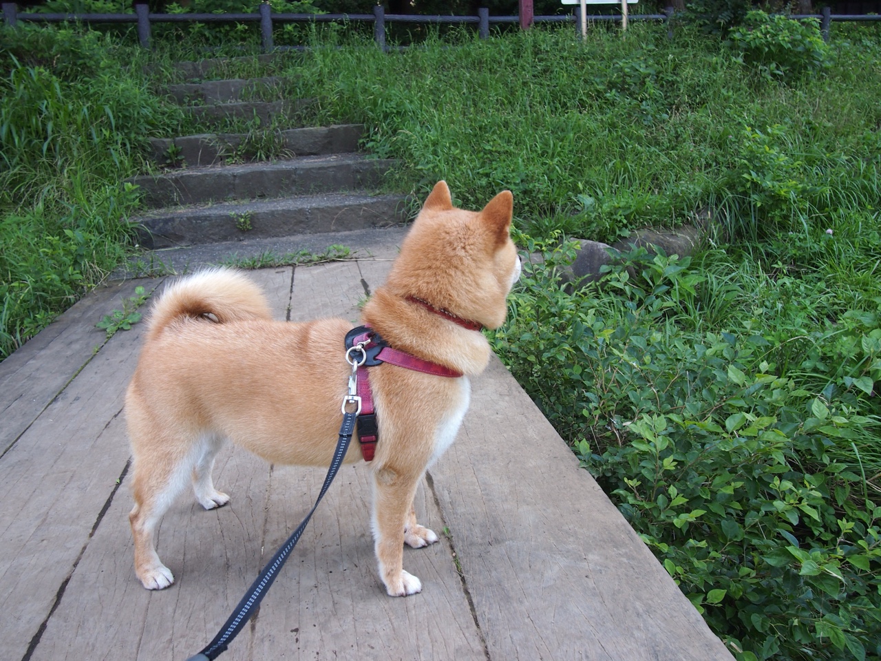 曼联2-1利物浦,C.朗格拉姆梅开二度,曼联2-4利物浦