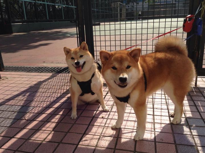 曼联开启新战术体系,期待赛季大突破,曼联新赛季主力阵容