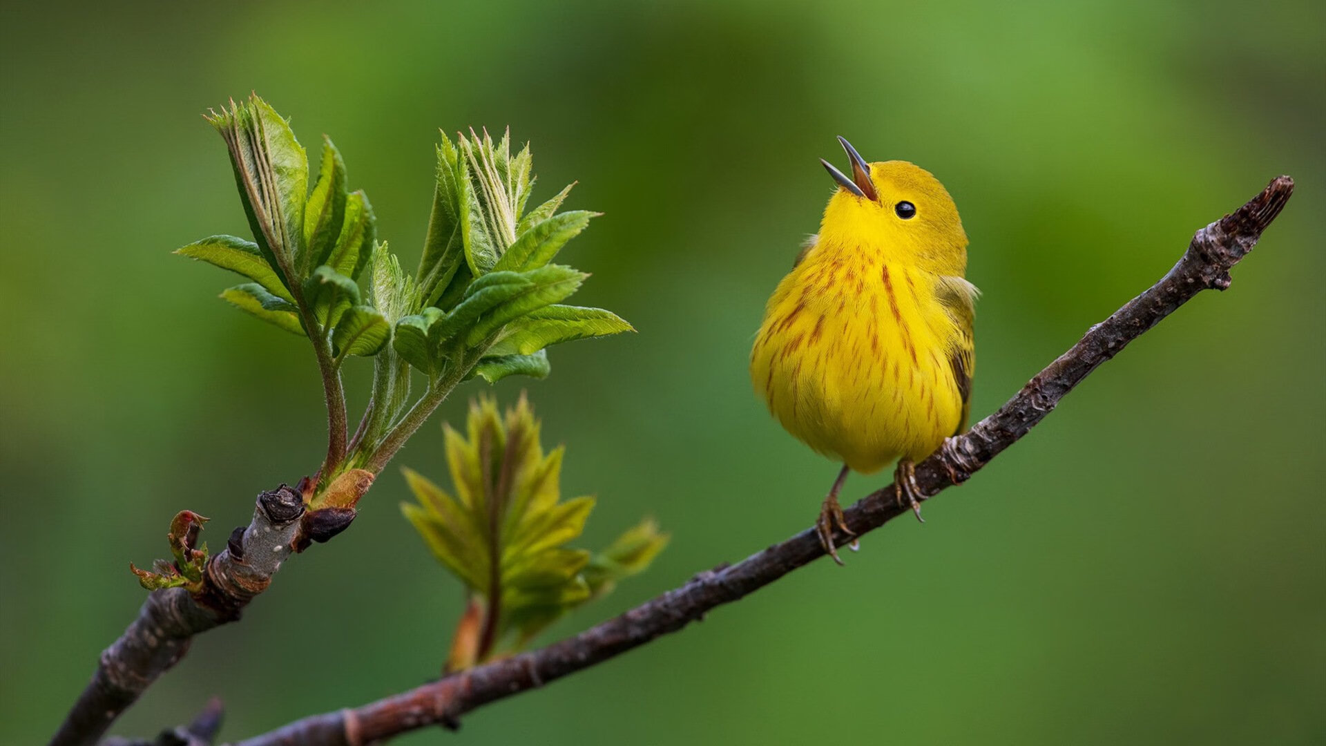英超前十名盘点：争冠、欧战、保级局势一览无遗，英超前几名
