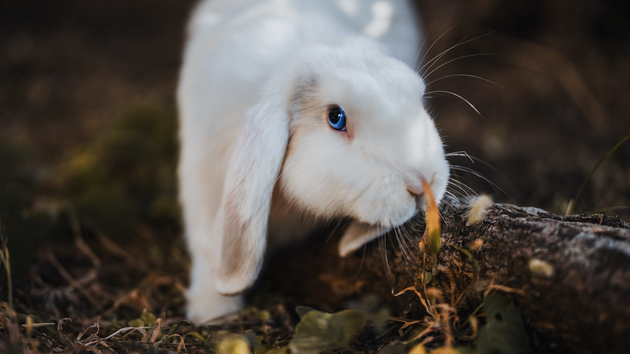 KAIYUNAPP-青少年“绿色篮球”环保行动在全国多个城市同步推进，绿色环保竞赛