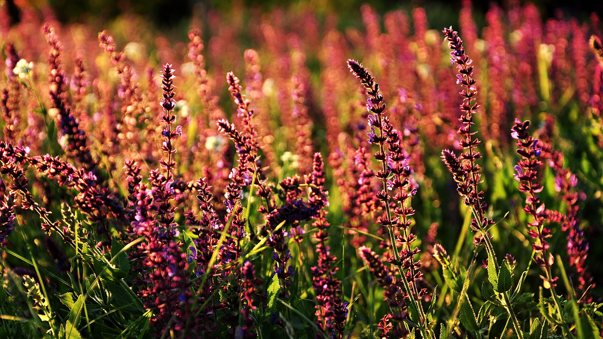 Aster训练营全力备战,aster战队基地在哪