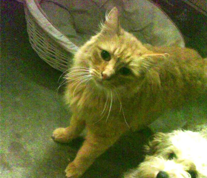 公牛球队关键球员多面手表现抢眼，公牛队的球星有谁__