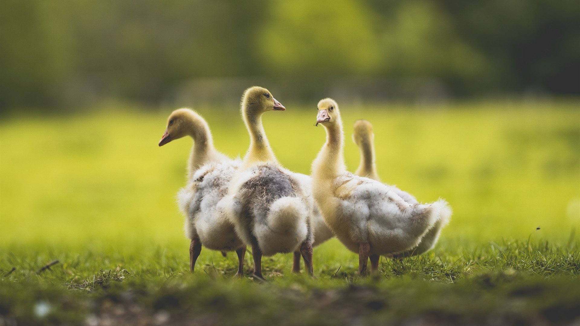 开云官方网站-南安普顿主场告负，保级形势岌岌可危，南安普顿球迷