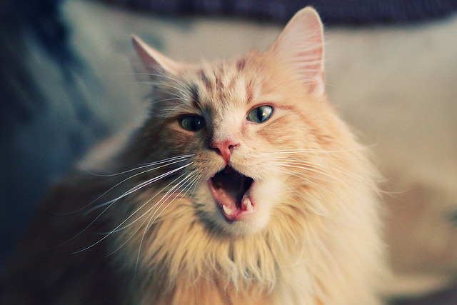 南斯拉夫队在欧预赛比赛中遭遇阻碍，再战淘汰赛，南斯拉夫被禁赛